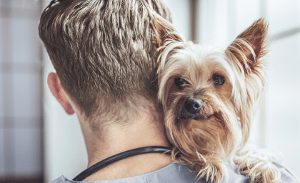 veterinarians